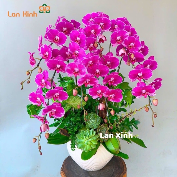 Chậu hoa lan hồ điệp tím 7 cành