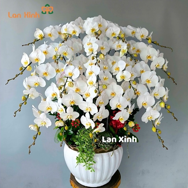 Chậu hoa lan hồ điệp trắng 20 cành