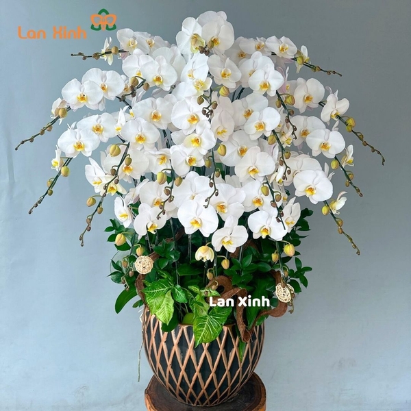 Chậu hoa lan hồ điệp trắng 20 cành