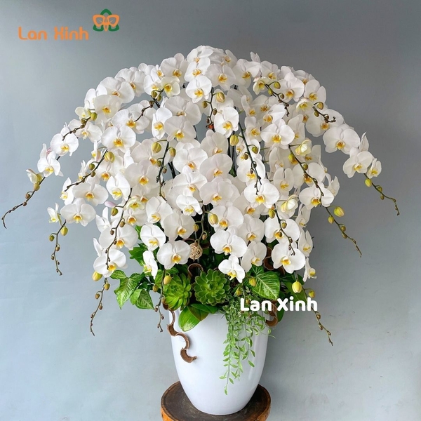 Chậu hoa lan hồ điệp trắng 20 cành