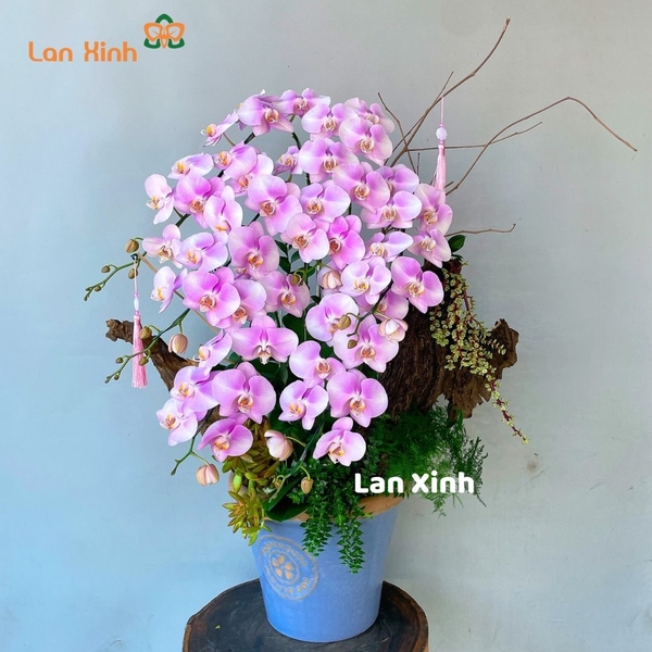 Chậu lan hồ điệp hồng phấn nghệ thuật -  HD354