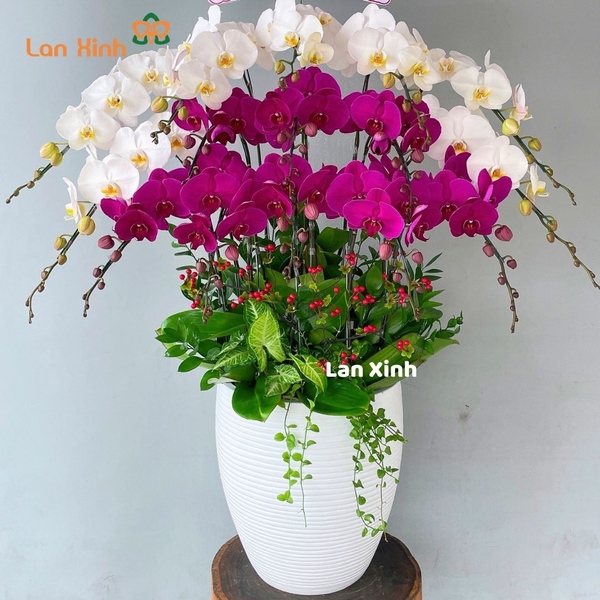 Chậu hoa lan hồ điệp trắng tím 15 cành