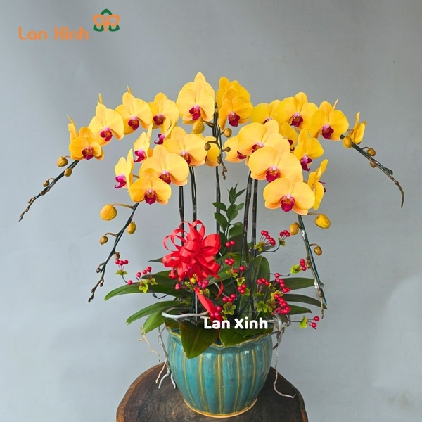 Chậu hoa lan hồ điệp vàng 5 cành