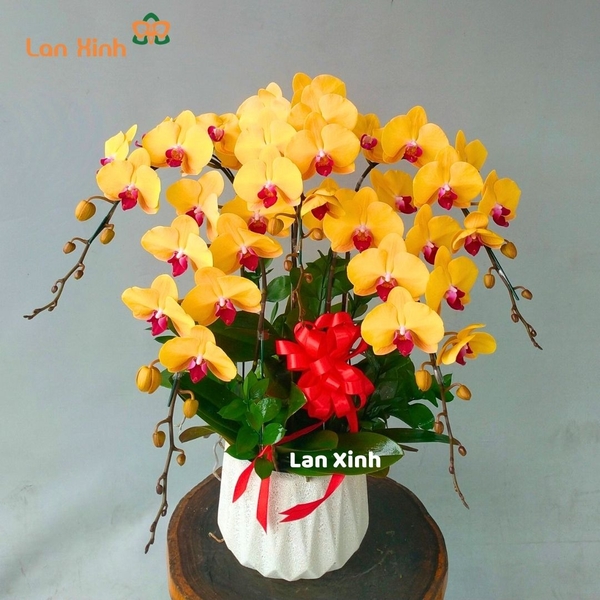 Chậu hoa lan hồ điệp vàng 5 cành