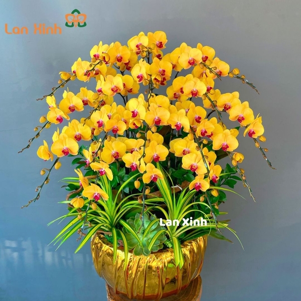 Chậu hoa lan hồ điệp vàng lưỡi đỏ 18 cành - HD179