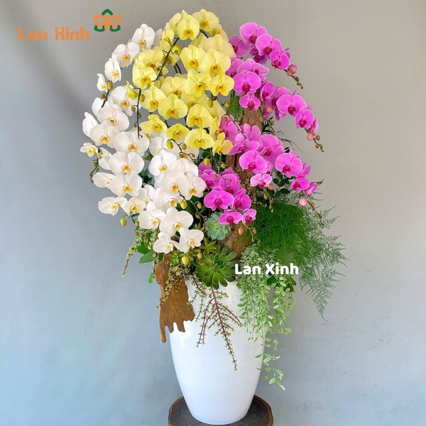 Chậu hoa lan hồ điệp cắm nghệ thuật - HD348