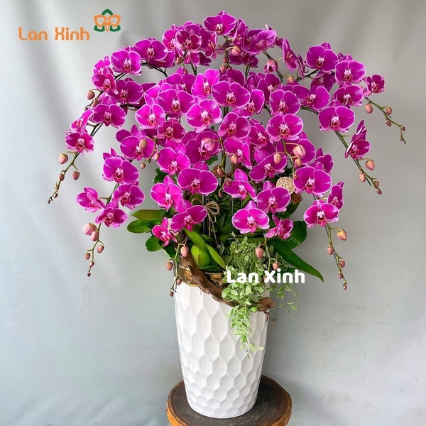 Chậu hoa lan hồ điệp màu tím - HD350