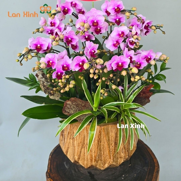 Chậu hoa lan hồ điệp mini hồng 7 cây - HD355