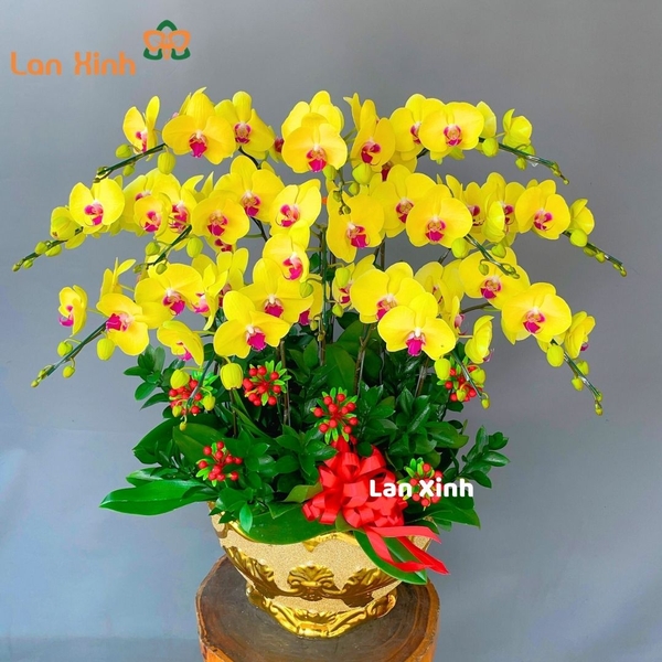 chậu hoa lan hồ điệp vàng 11 cành - HD240