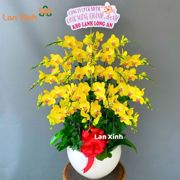 Chậu hoa lan hồ điệp vàng tươi 20 cành - HD241