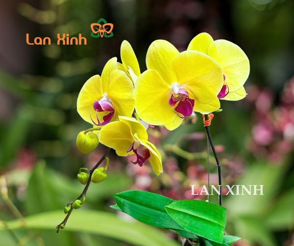 Lan hồ điệp giá rẻ