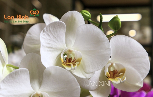 Lan hồ điệp Gò Vấp