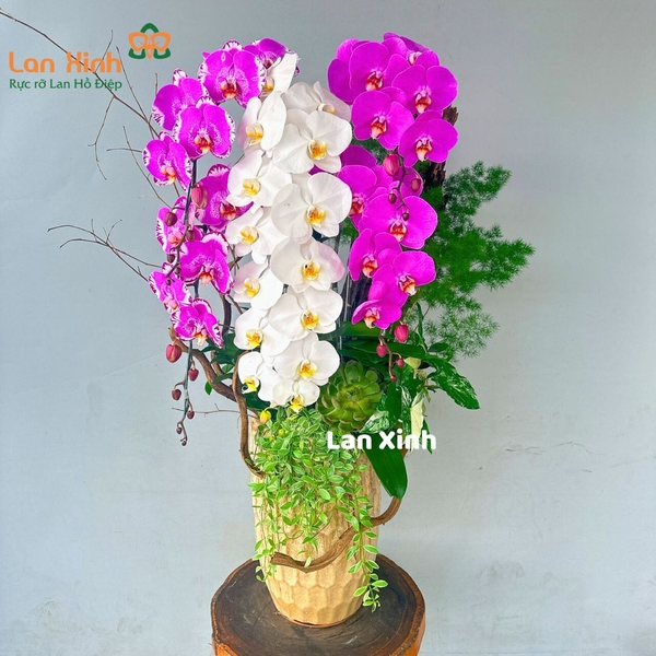 Lan hồ điệp hồng bản đồ trắng VIP - HD500