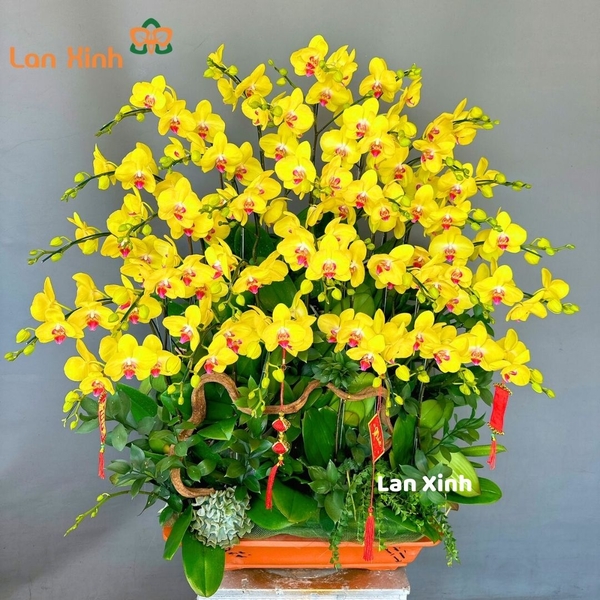 Lan hồ điệp vàng bonsai 30 cành - HD191