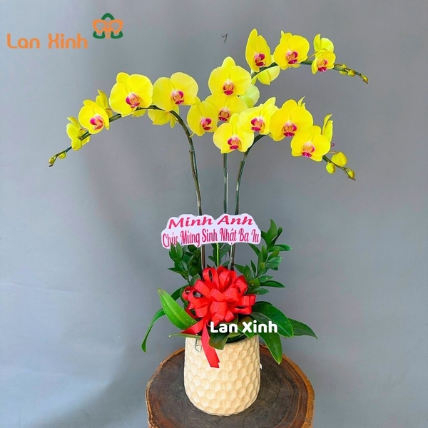 Lan hồ điệp vàng lưỡi đỏ 3 cành - HD2