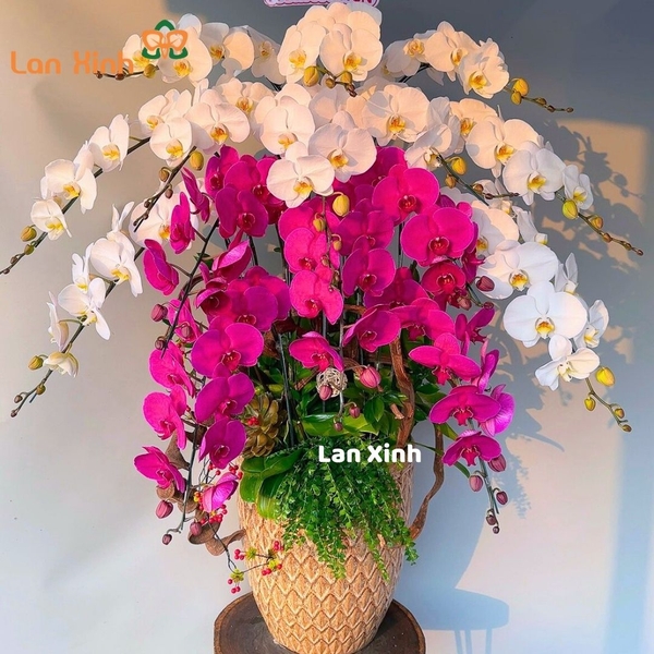 lan hồ điệp trắng tím 15 cành - HD229