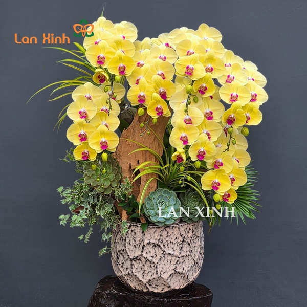 Lan hồ điệp vàng Tết - HD627