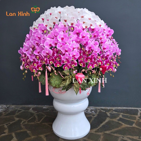 Lan hồ điệp 60 cành xoay tròn - HD628