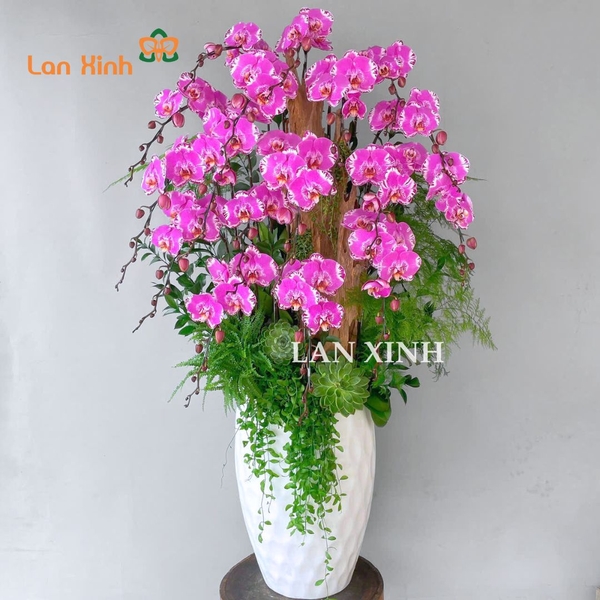 Chậu lan hồ điệp bản đồ ghép nghệ thuật