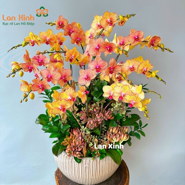 lan hồ điệp cam 12 cành