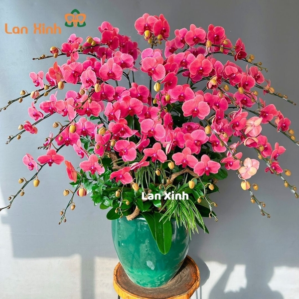 lan hồ điệp cam