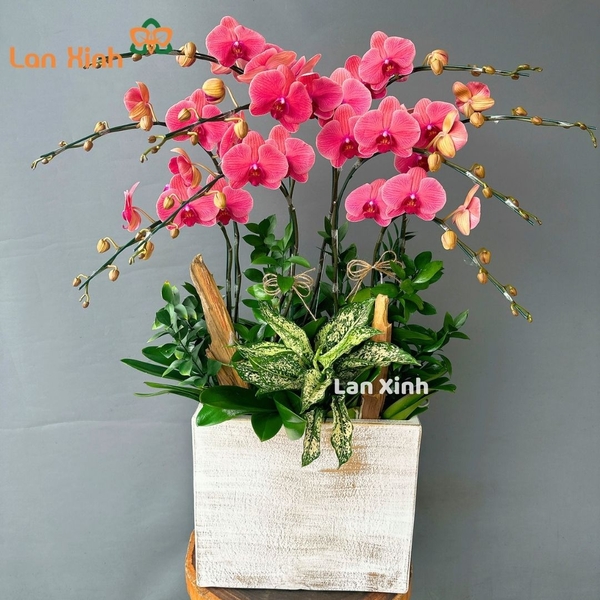 lan hồ điệp cam