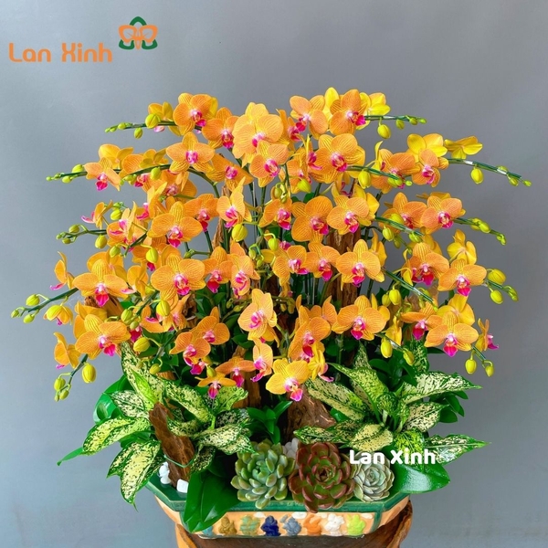 lan hồ điệp cam