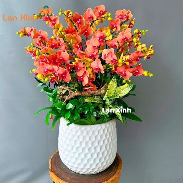 Lan hồ điệp cam carot - HD231