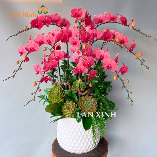 lan hồ điệp cam đỏ 11 cành