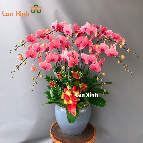 Lan hồ điệp cam đỏ 12 cành - HD155