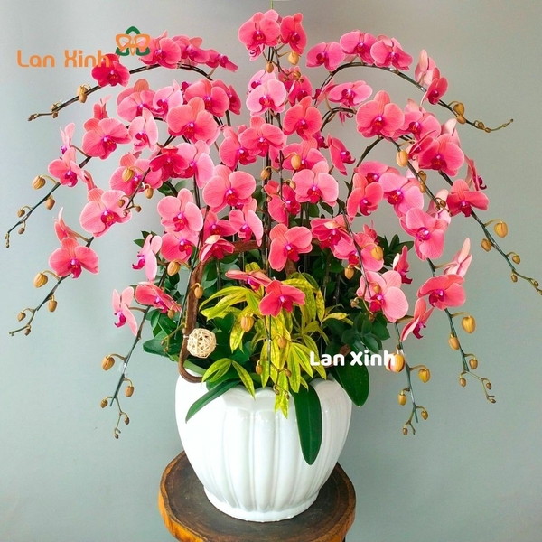 Lan hồ điệp cam đỏ 15 cành - HD436