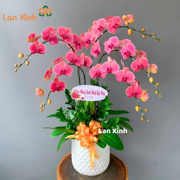 Lan hồ điệp cam đỏ 5 cành - HD168