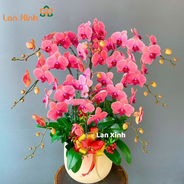 Lan hồ điệp cam đỏ 9 cành - HD201