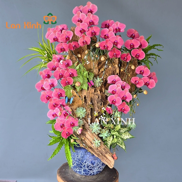 Lan hồ điệp cam đỏ ghép gỗ lũa - HD604