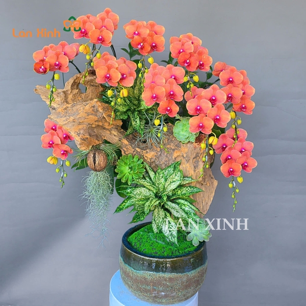 Lan hồ điệp cam ghép lũa nghệ thuật
