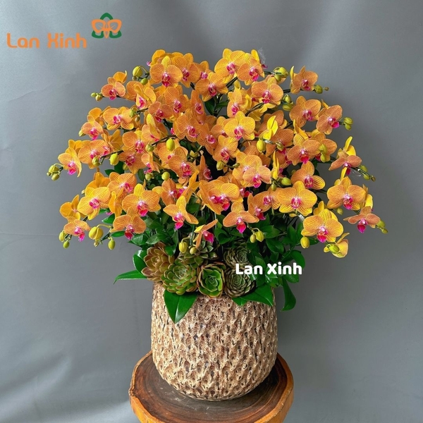 Lan hồ điệp cam sọc 11 cây 2 vòi - HD205