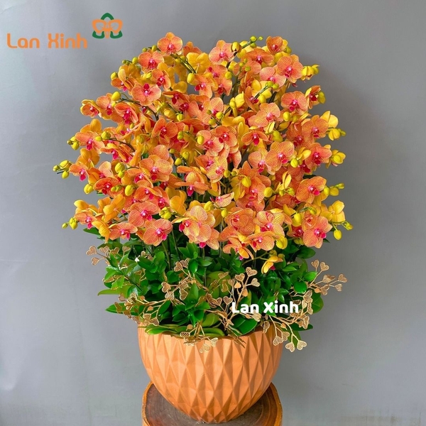 Lan hồ điệp cam sọc 30 cành - HD214