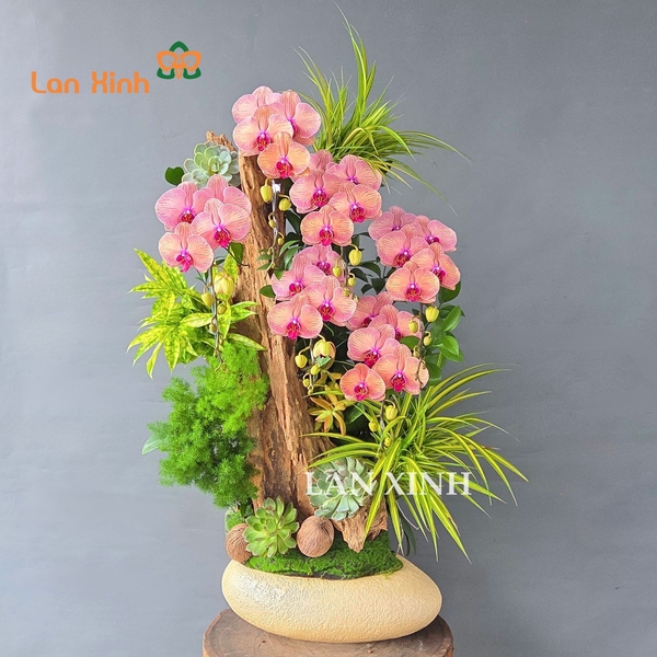 Lan hồ điệp cam tài lộc