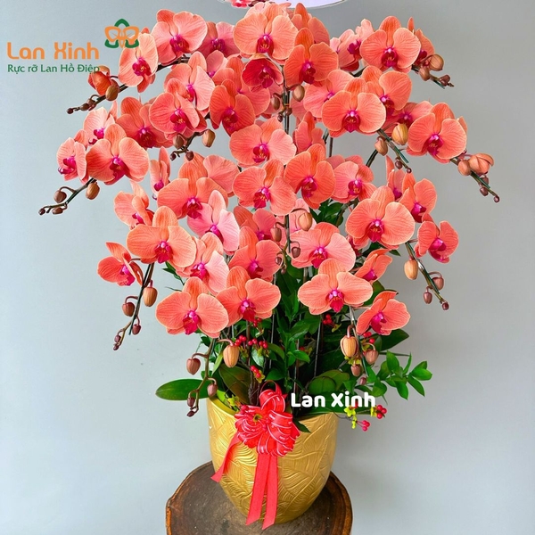 Lan hồ điệp cam tươi 12 cành