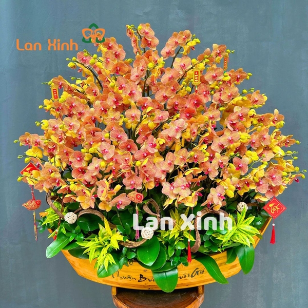Lan hồ điệp cam