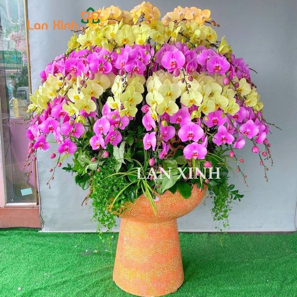 chậu lan hồ điệp đa sắc ghép xoay tròn