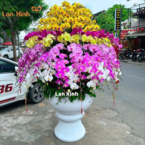 Lan hồ điệp đa sắc - HD271