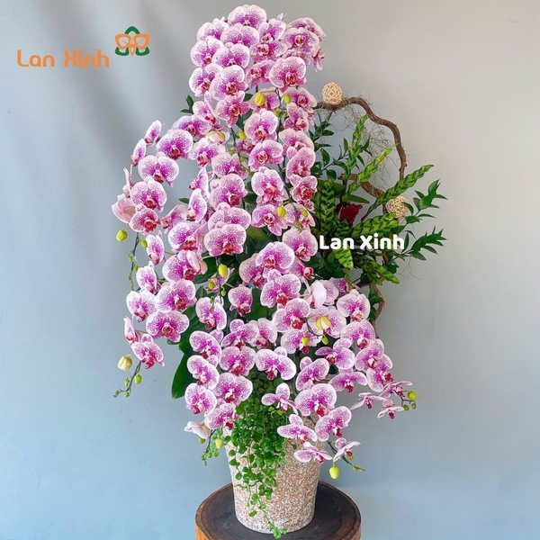 Lan hồ điệp đột biến 10 cành nghệ thuật - HD459