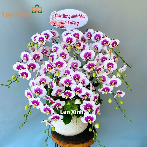 lan hồ điệp đột biến tím viền trắng 12 cành