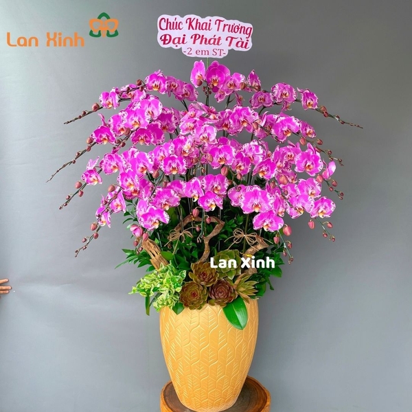 Lan hồ điệp đột biến hồng 21 cành