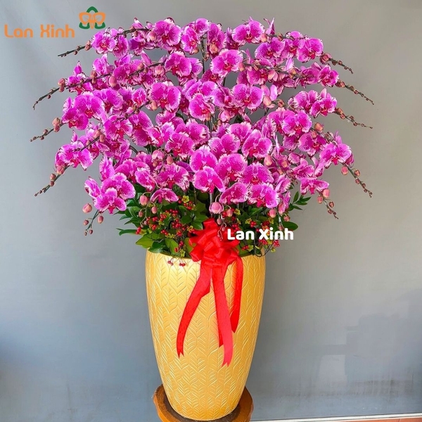 lan hồ điệp đột biến 25 cành HD15