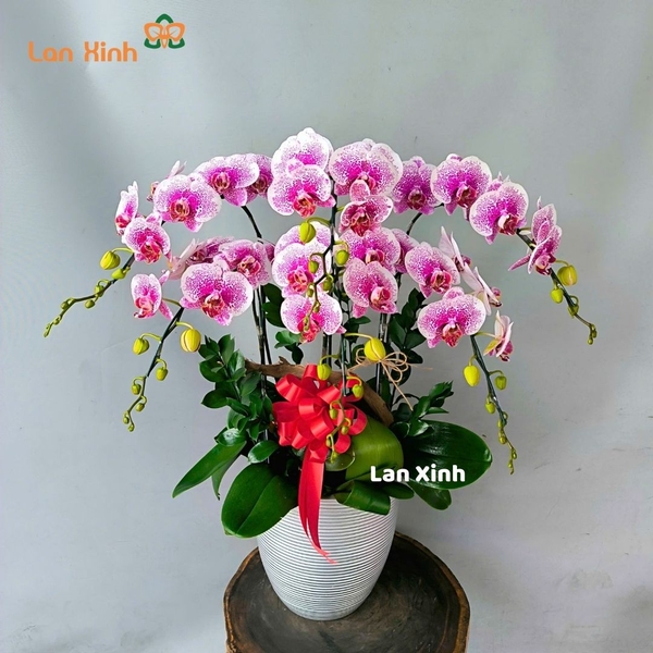 Lan hồ điệp đột biến 6 cành