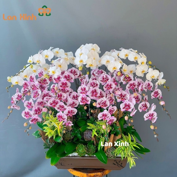 lan hồ điệp bonsai mix 2 màu