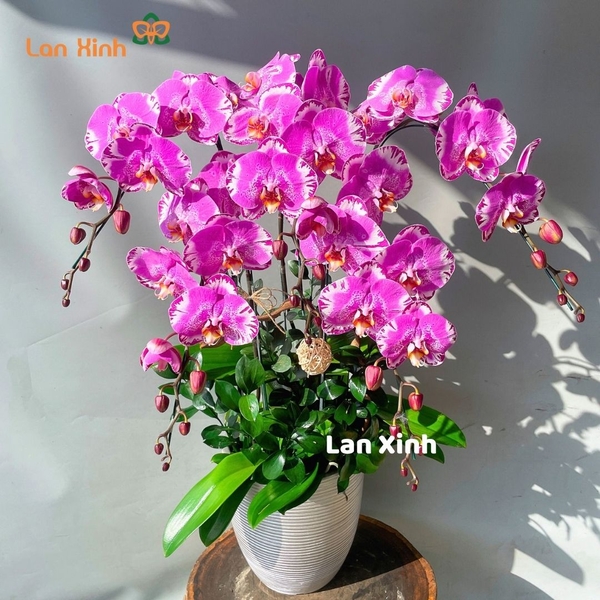 Lan hồ điệp đột biến hồng 5 cành - HD358