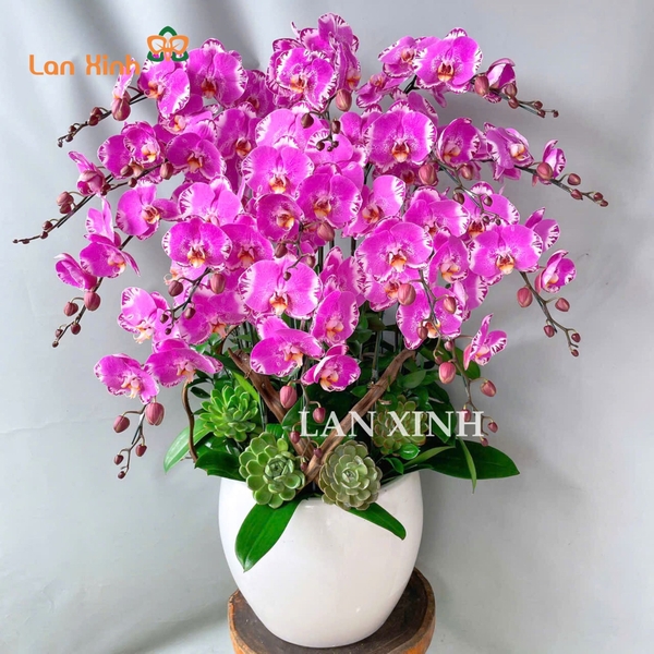 Chậu hoa lan hồ điệp đột biến hồng bản đồ